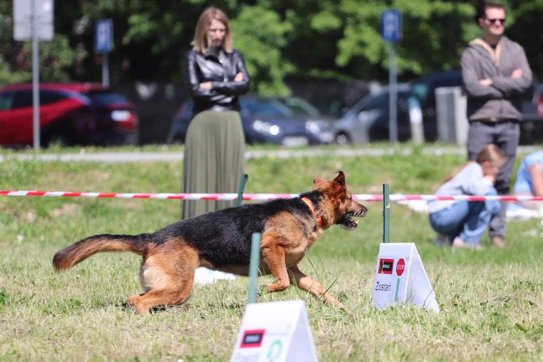 Rally-Obedience — czyli, czy posłuszeństwo sportowe może być na luzie? Zdjęcie przedstawia psa w trakcie wykonywania zadania podczas treningu lub zawodów. Pies biegnie obok oznaczeń na trawie, na jednym z nich widnieje napis „Zostań”, a w tle widoczna jest obserwująca go kobieta oraz kilka osób stojących lub siedzących.